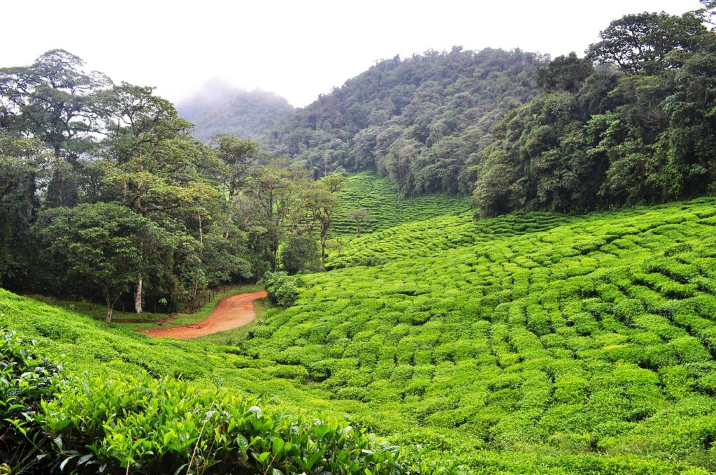 dapa, green tea, colombia-918161.jpg