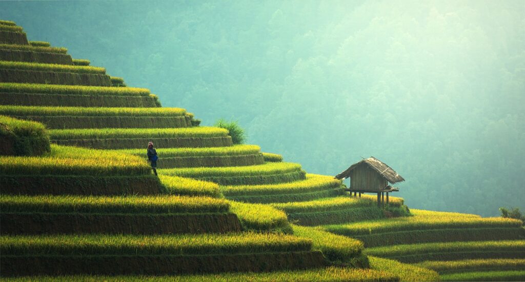 agriculture, rice plantation, thailand-1807581.jpg